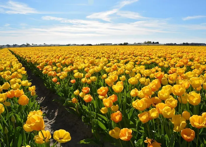 In Near North Sea نوردفيك